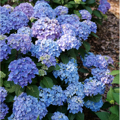 Bigleaf Hydrangea - LET’S DANCE LOVABLE