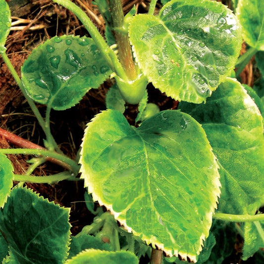 Hydrangea - anomala petiolaris Miranda