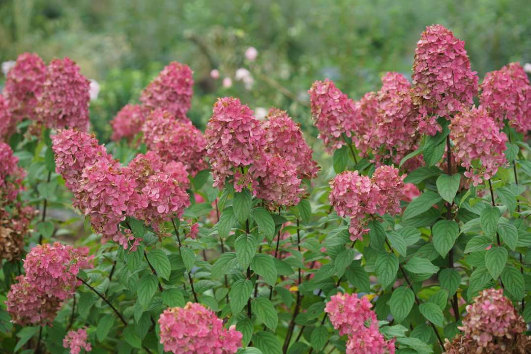Hydrangea - Panicle - FIRE LIGHT