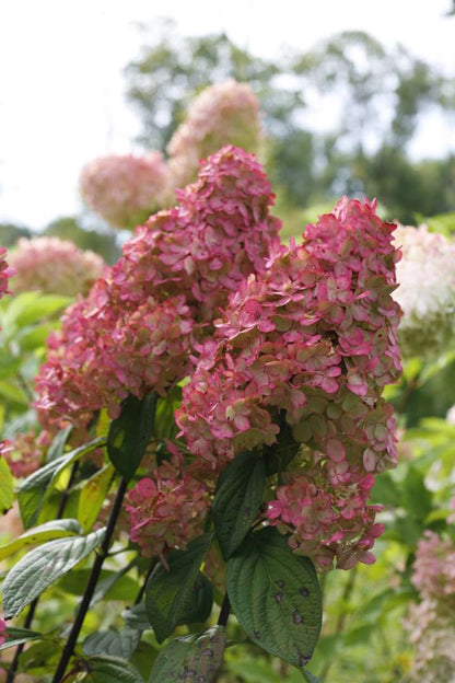 Hydrangea - Panicle - FIRE LIGHT