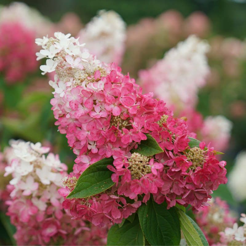 Panicle Hydrangea - PINKY WINKY PRIME