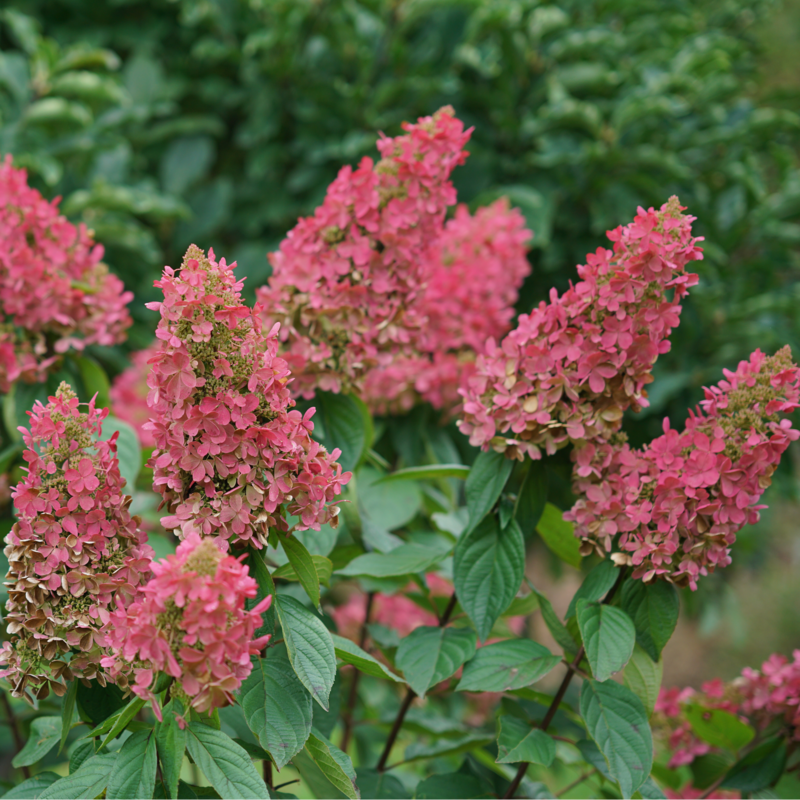 Panicle Hydrangea - PINKY WINKY PRIME