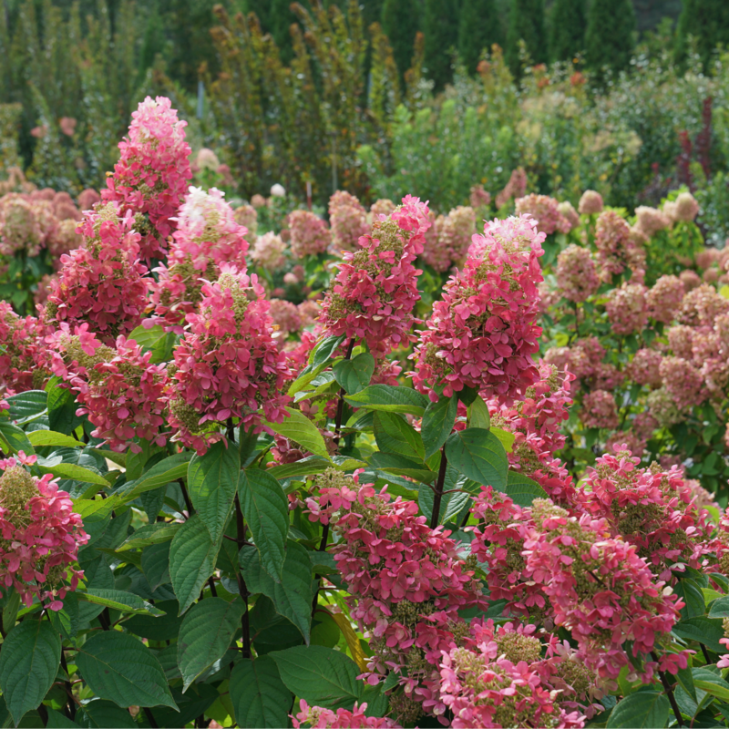 Panicle Hydrangea - PINKY WINKY PRIME