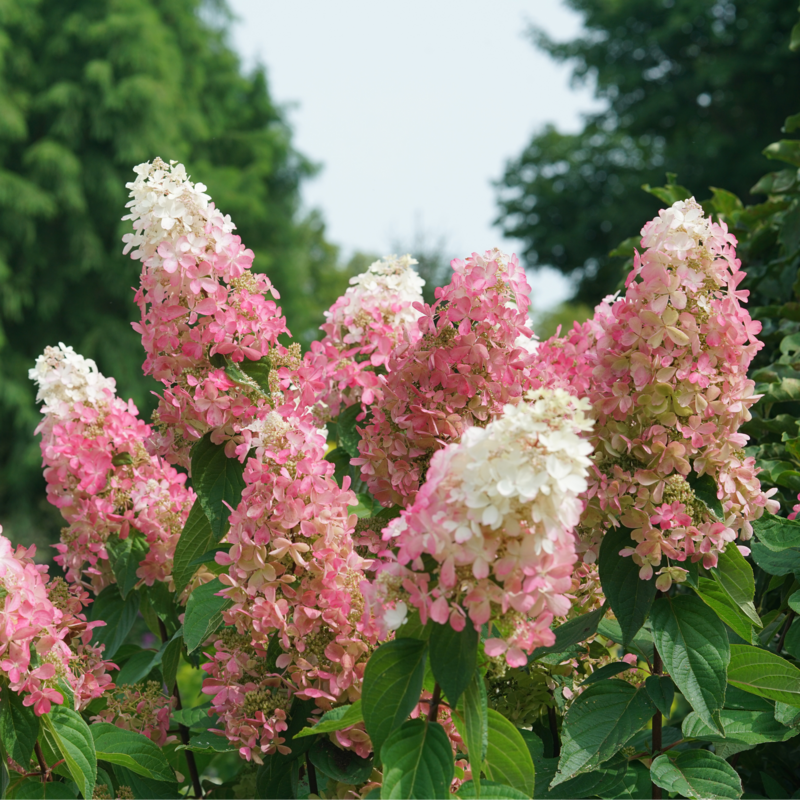 Panicle Hydrangea - PINKY WINKY PRIME