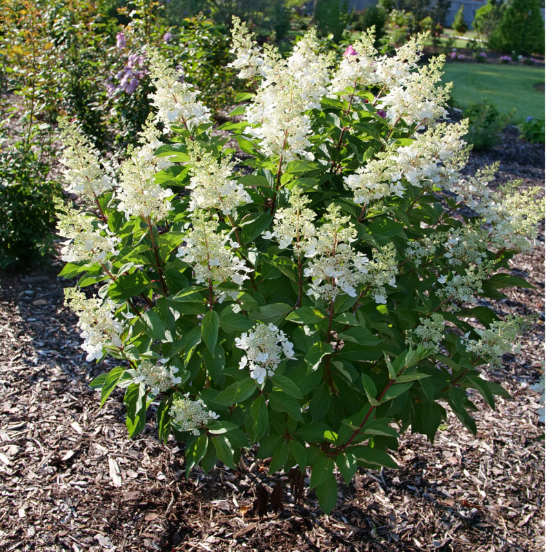 Panicle Hydrangea - PINKY WINKY PRIME