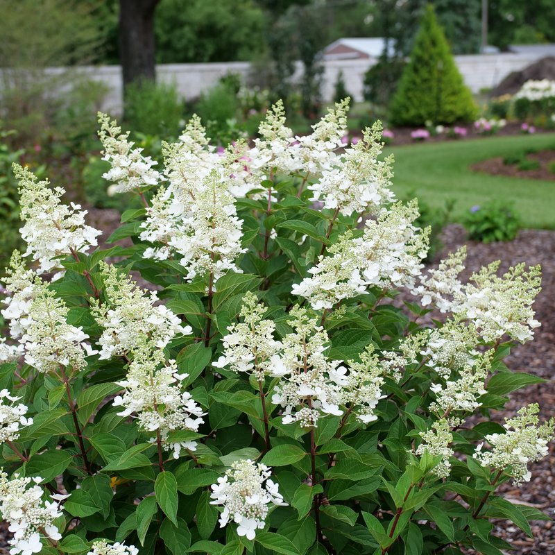 Panicle Hydrangea - PINKY WINKY PRIME