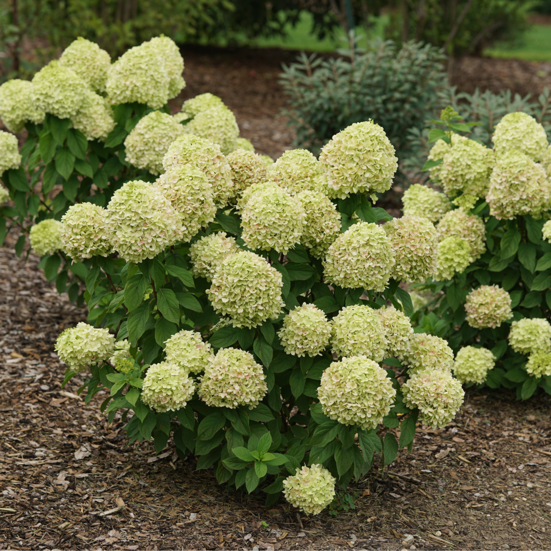 Panicle Hydrangea - POWERBALL