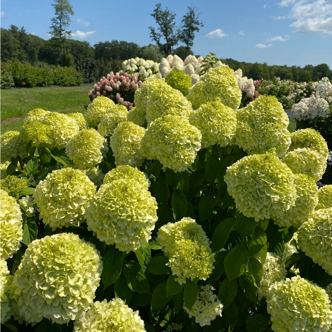 Panicle Hydrangea - POWERBALL