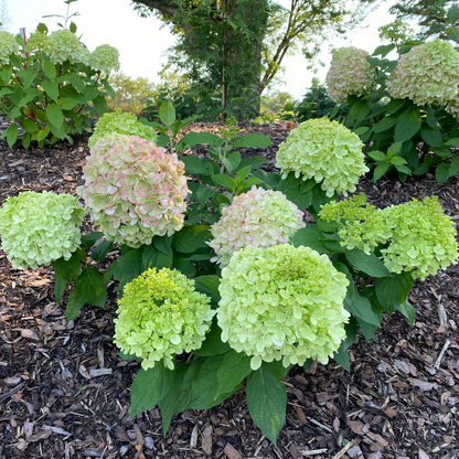 Panicle Hydrangea - POWERBALL