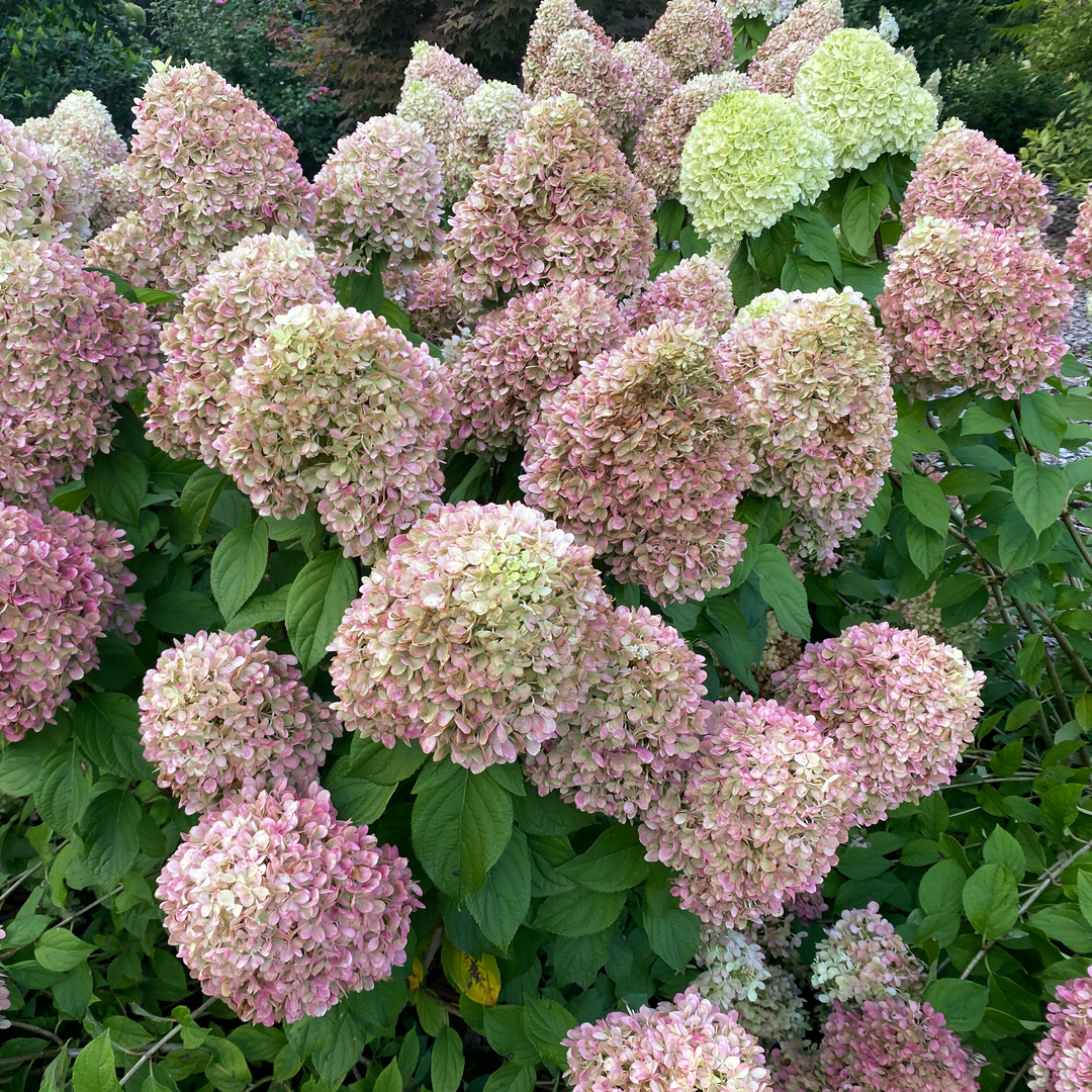 Panicle Hydrangea - POWERBALL