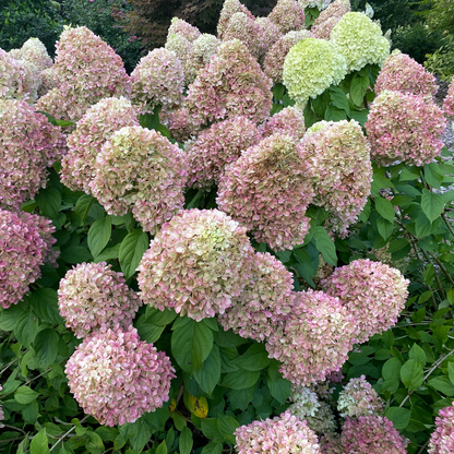 Panicle Hydrangea - POWERBALL