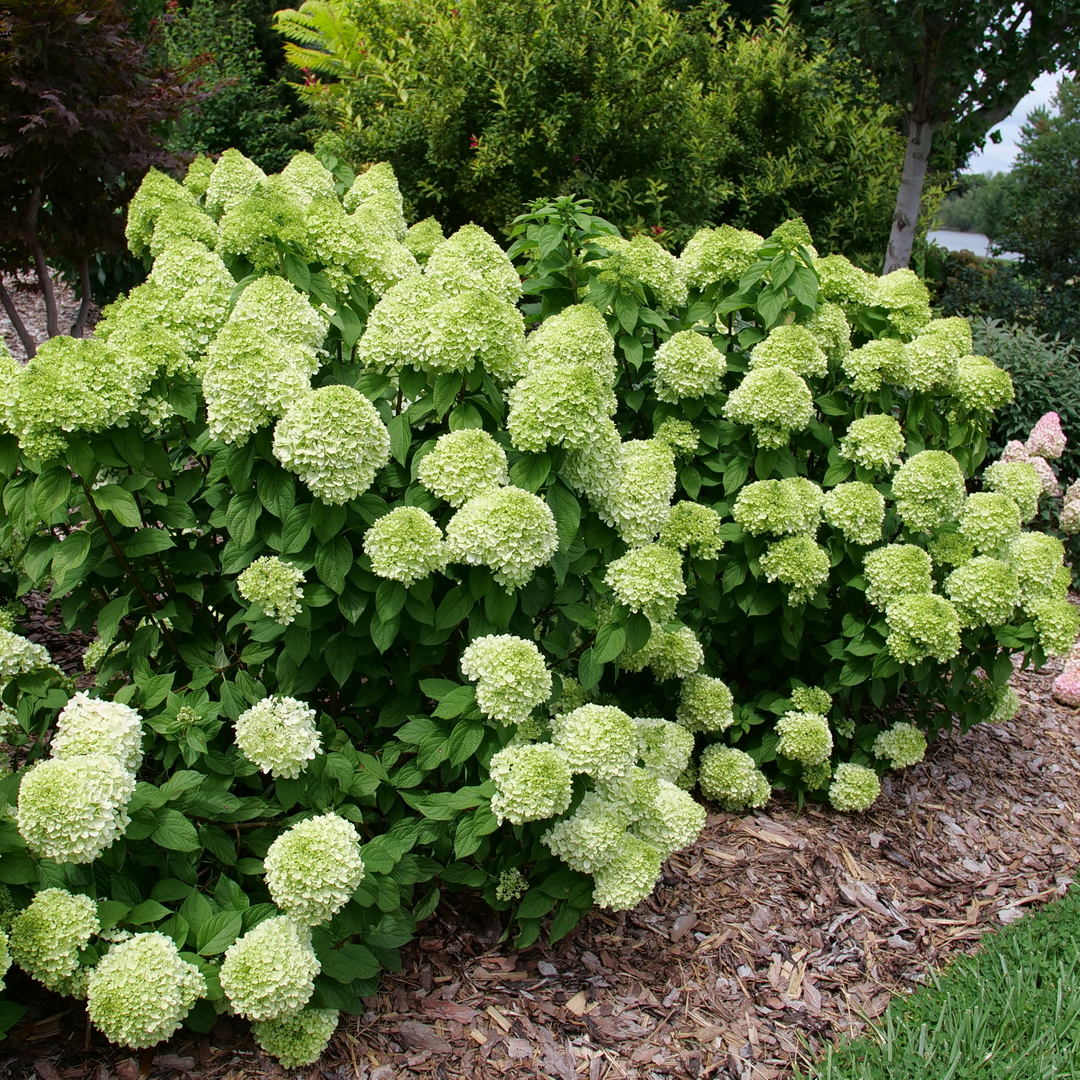 Panicle Hydrangea - POWERBALL