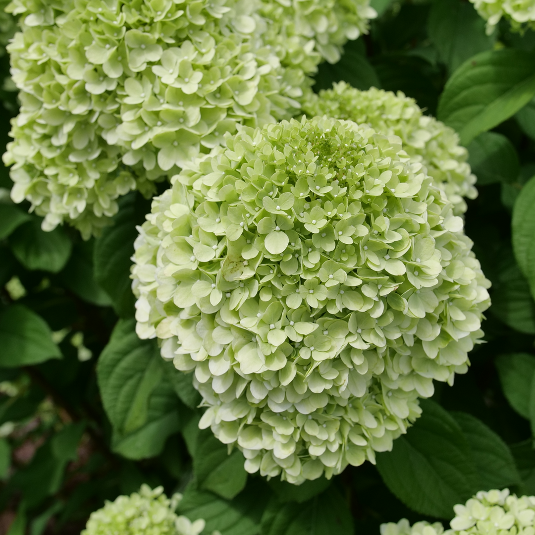 Panicle Hydrangea - POWERBALL