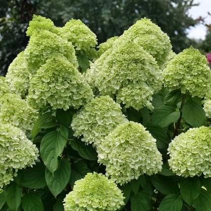 Panicle Hydrangea - POWERBALL
