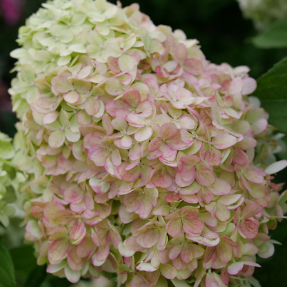 Panicle Hydrangea - POWERBALL