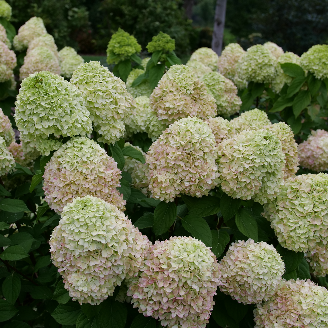 Panicle Hydrangea - POWERBALL