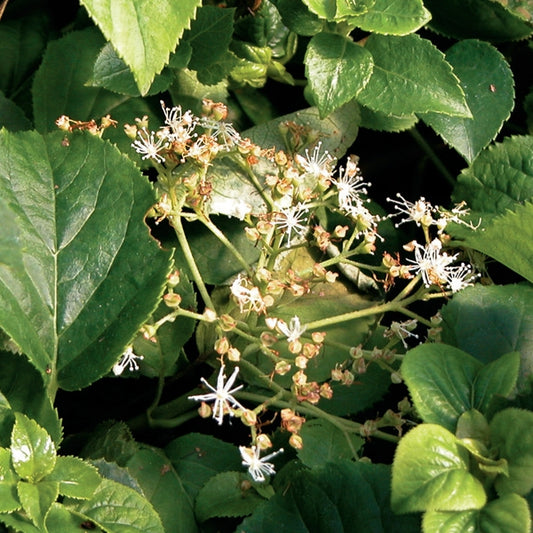 Hydrangea 'anomala petiolaris (Hydrangeaceae)'