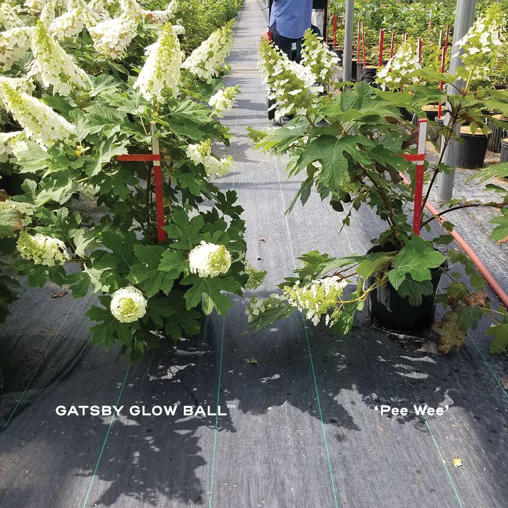 Oakleaf Hydrangea - GATSBY GLOW BALL