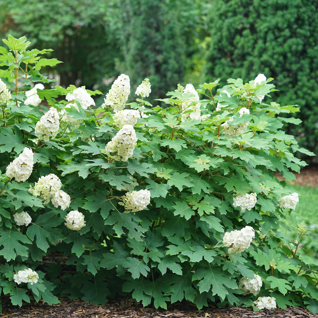 Oakleaf Hydrangea - GATSBY GLOW BALL