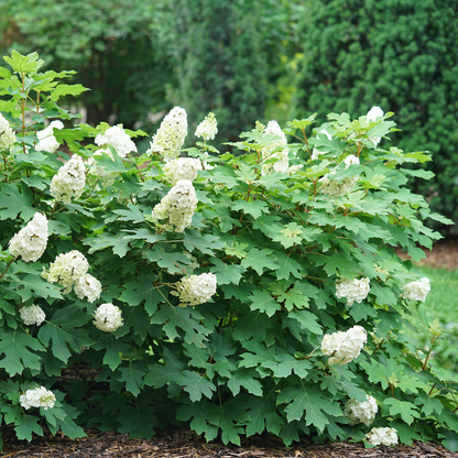 Oakleaf Hydrangea - GATSBY GLOW BALL