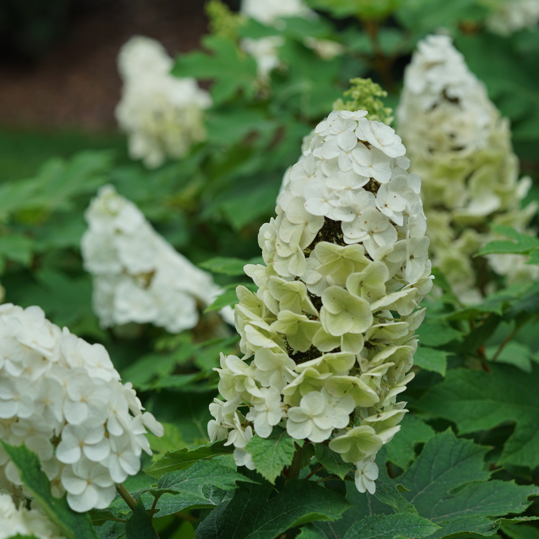 Oakleaf Hydrangea - GATSBY GLOW BALL