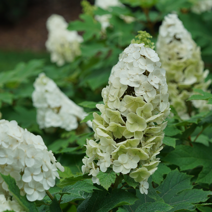 Oakleaf Hydrangea - GATSBY GLOW BALL