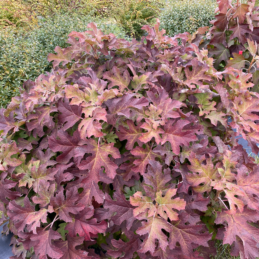 Oakleaf Hydrangea - GATSBY GLOW BALL