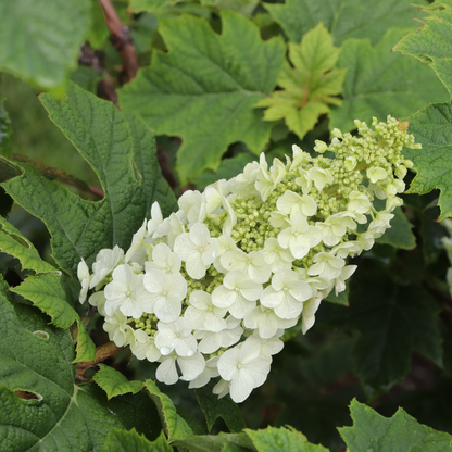 Oakleaf Hydrangea - GATSBY GLOW BALL