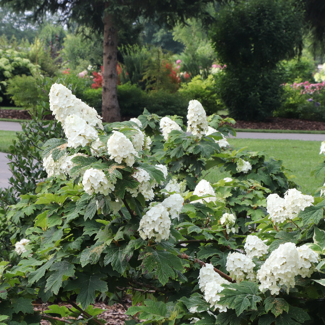 Oakleaf Hydrangea - GATSBY GLOW BALL