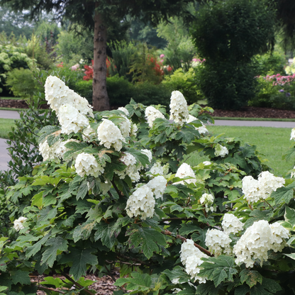Oakleaf Hydrangea - GATSBY GLOW BALL