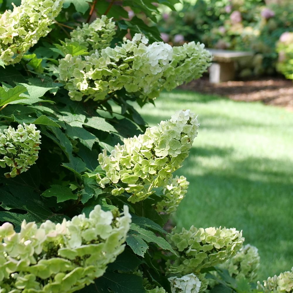 Oakleaf Hydrangea - GATSBY GLOW BALL