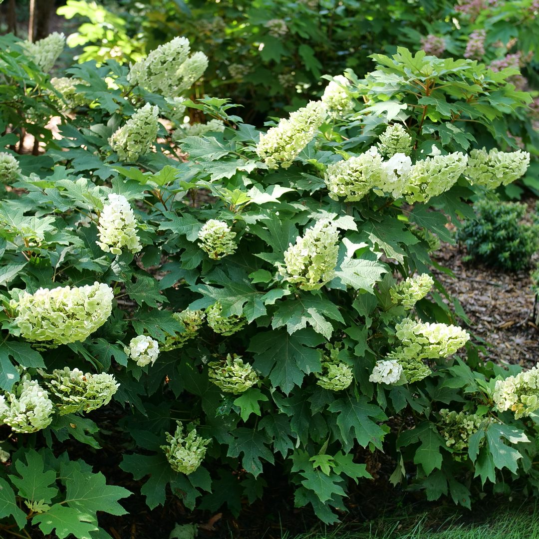 Oakleaf Hydrangea - GATSBY GLOW BALL
