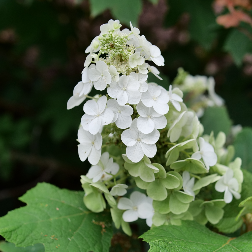 Oakleaf Hydrangea - GATSBY GLOW BALL