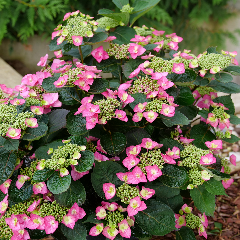 Mountain Hydrangea - TUFF STUFF TOP FUN