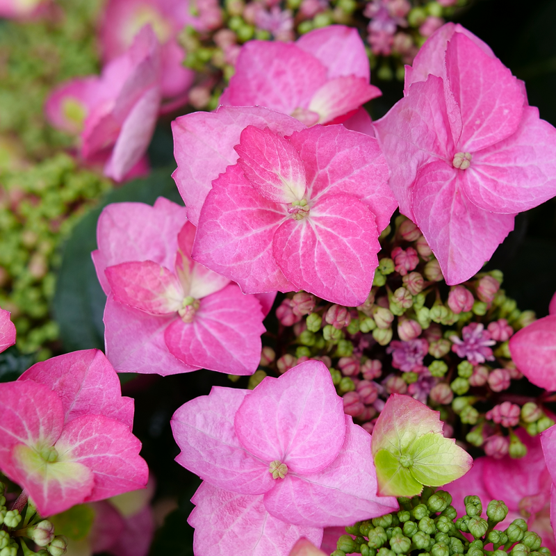 Mountain Hydrangea - TUFF STUFF TOP FUN
