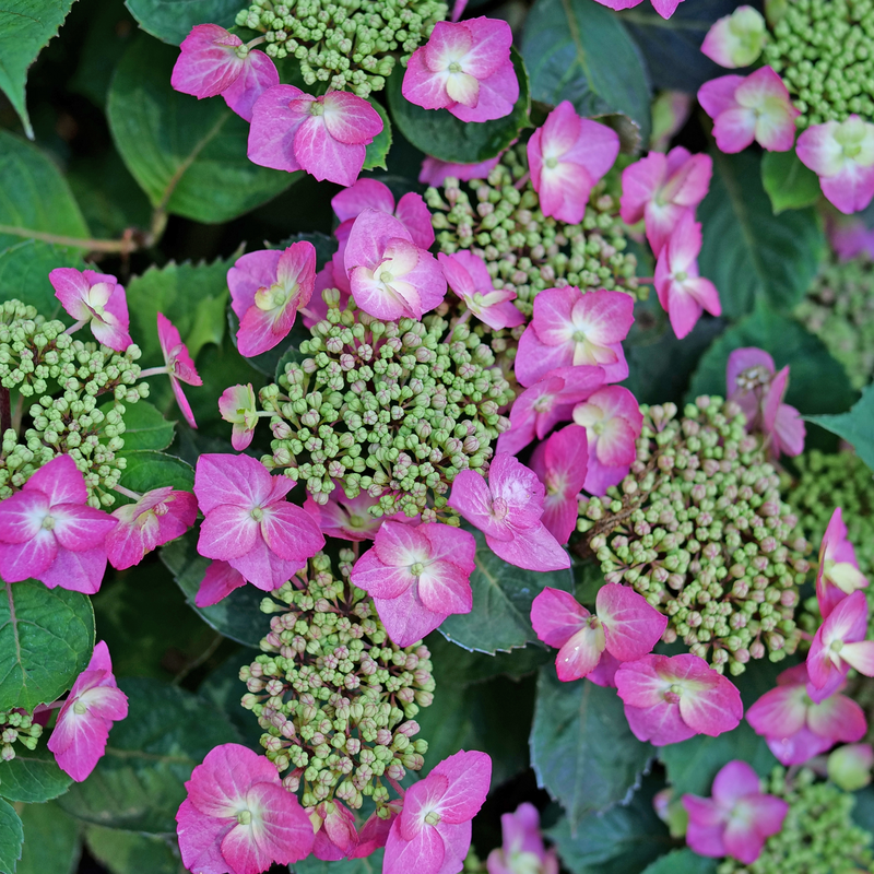 Mountain Hydrangea - TUFF STUFF TOP FUN