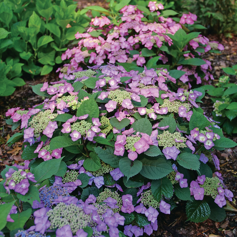 Mountain Hydrangea - TUFF STUFF TOP FUN