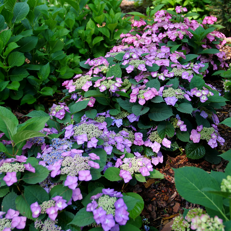 Mountain Hydrangea - TUFF STUFF TOP FUN