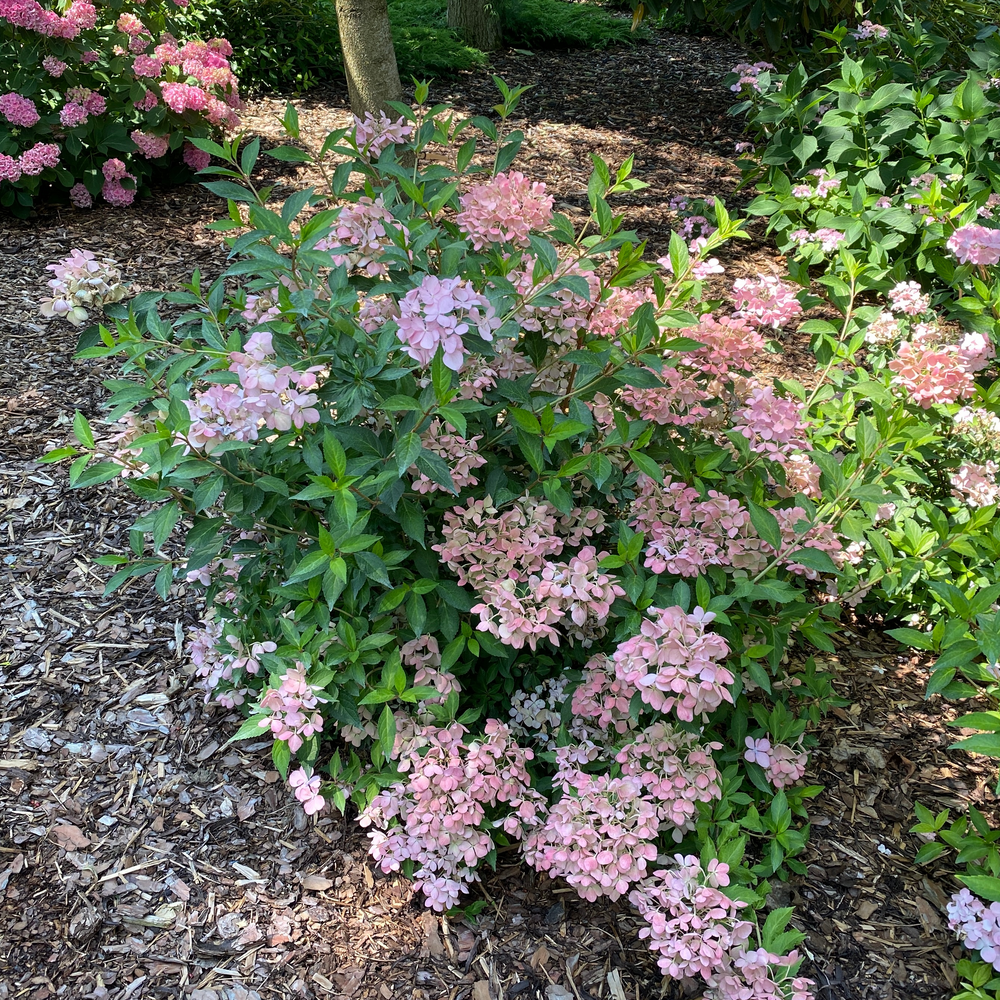 Cascade Hydrangea - FAIRYTRAIL FRESCO