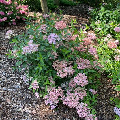 Cascade Hydrangea - FAIRYTRAIL FRESCO