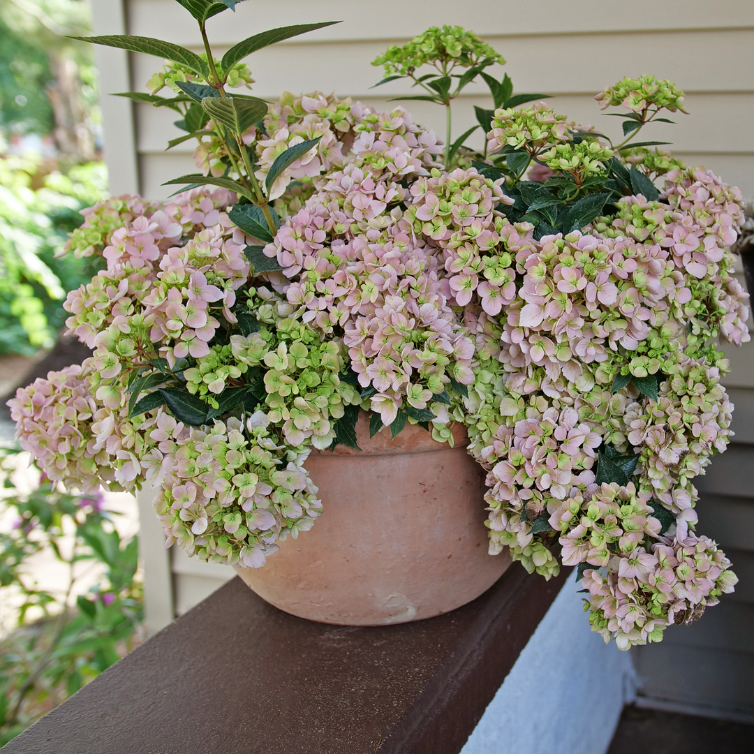 Cascade Hydrangea - FAIRYTRAIL FRESCO