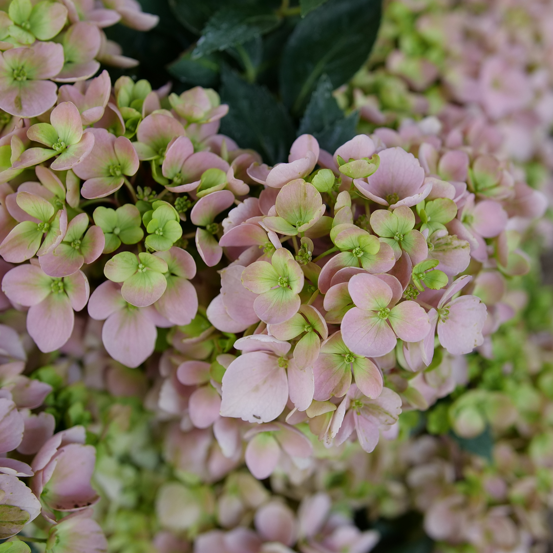 Cascade Hydrangea - FAIRYTRAIL FRESCO