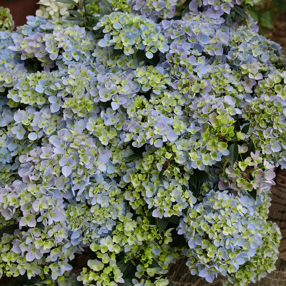 Cascade Hydrangea - FAIRYTRAIL FRESCO