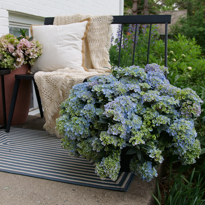 Cascade Hydrangea - FAIRYTRAIL FRESCO