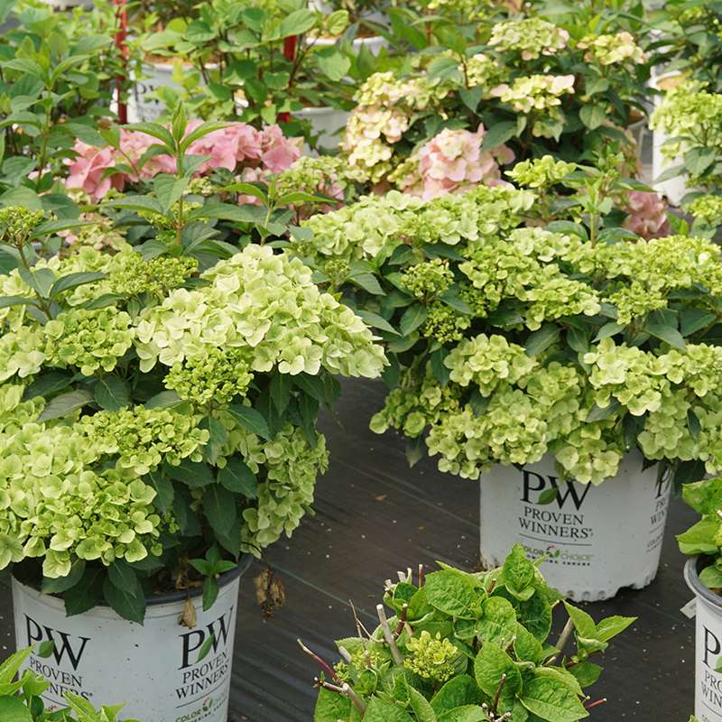 Cascade Hydrangea - FAIRYTRAIL Green