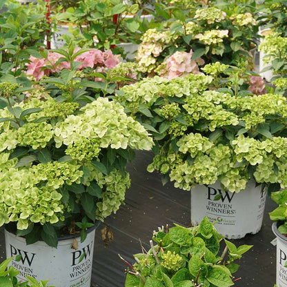 Cascade Hydrangea - FAIRYTRAIL Green