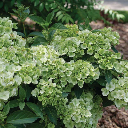 Cascade Hydrangea - FAIRYTRAIL Green