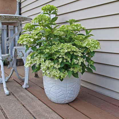 Cascade Hydrangea - FAIRYTRAIL Green