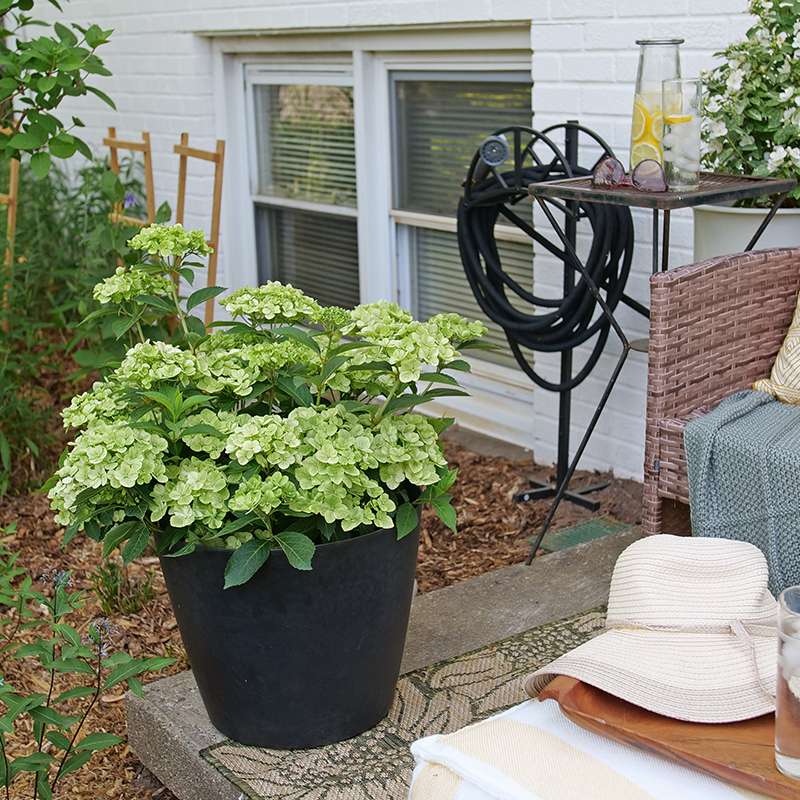 Cascade Hydrangea - FAIRYTRAIL Green