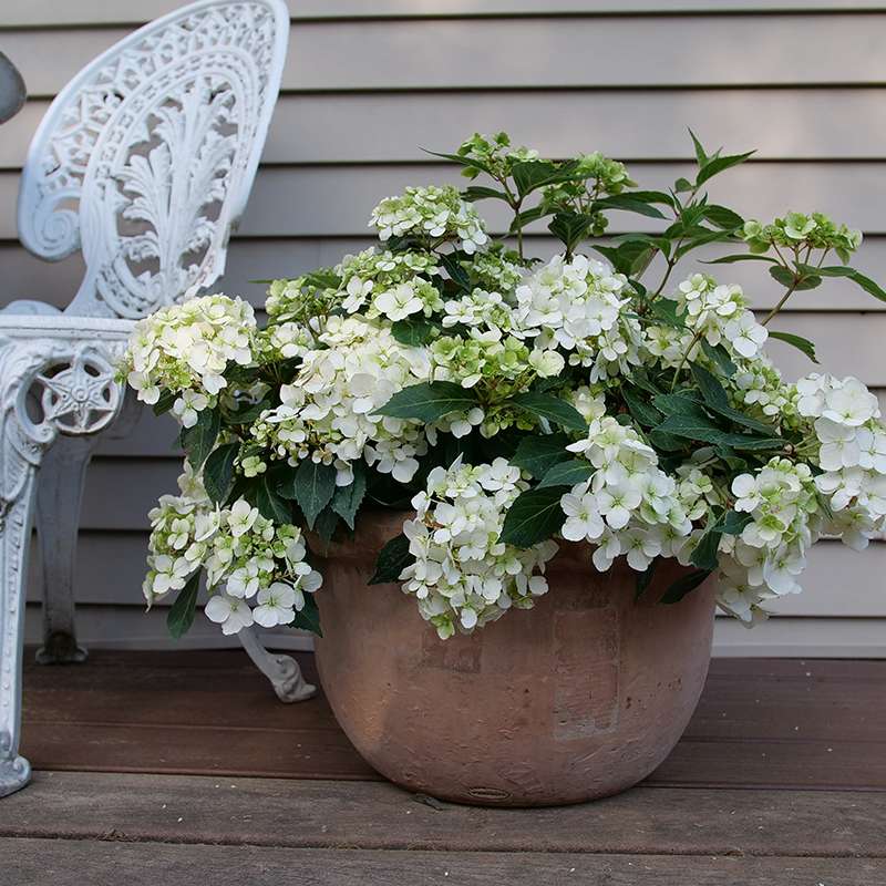 Cascade Hydrangea - FAIRYTRAIL White